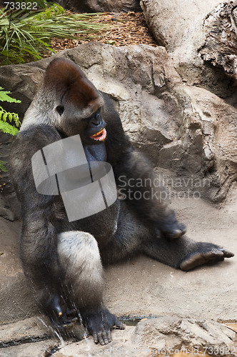Image of Male silverback gorilla