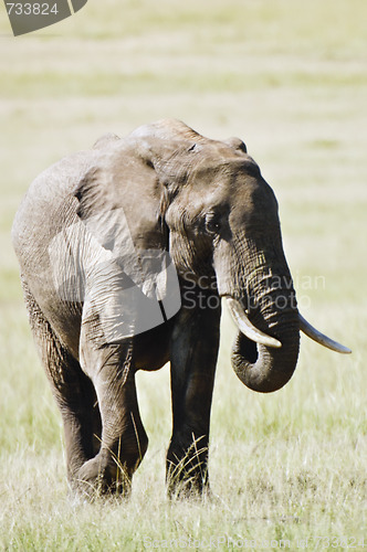 Image of elephant   in Masai Mara