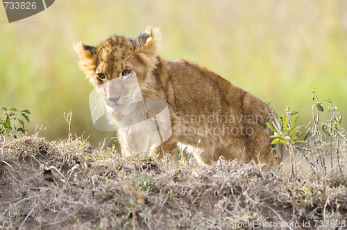 Image of Lion  cub