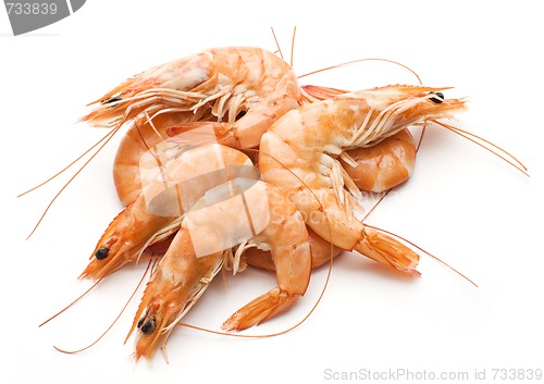 Image of Prawn