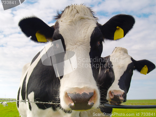 Image of cows on pasture