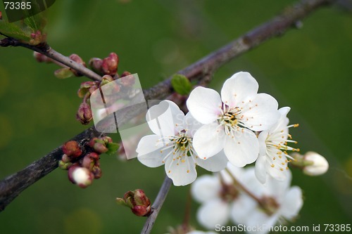 Image of Cherry in Bloom