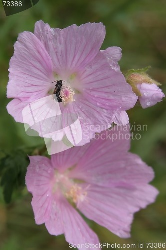 Image of Pink Flower