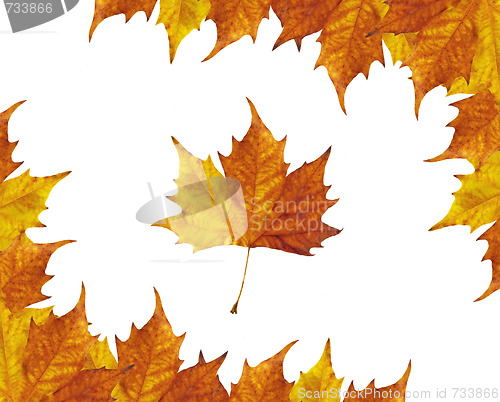 Image of Maple leaves frame