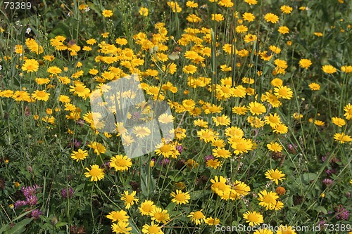 Image of Yellow Meadow