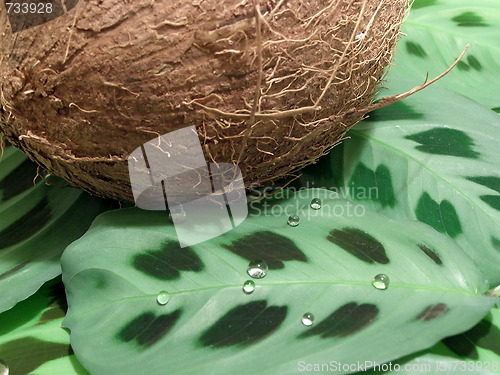 Image of Coconut on leaves