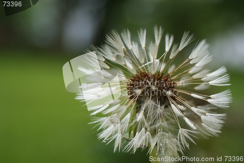 Image of Dandelion after Rain