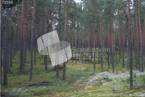 Image of Forest