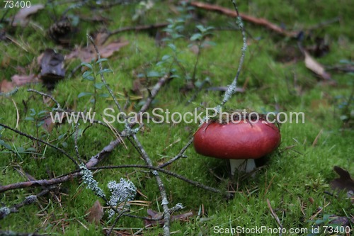 Image of Mushroom