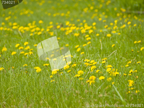 Image of yellow dandelions