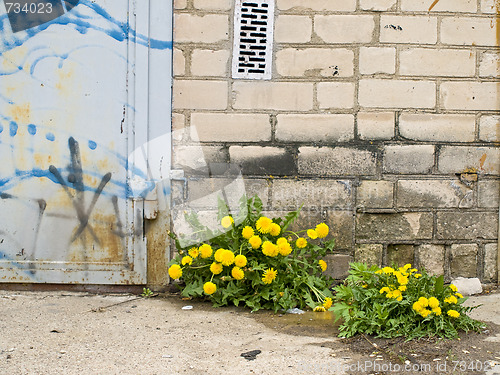 Image of dandelions and wall