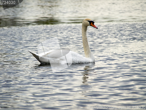Image of Single swan