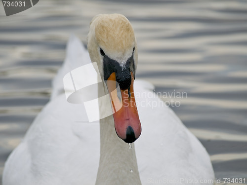 Image of Close up swan