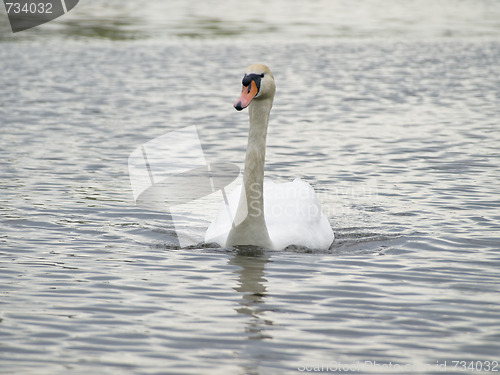 Image of Swimming swan