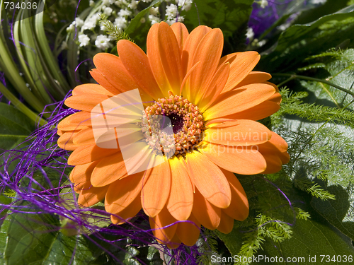 Image of Orange gerbera
