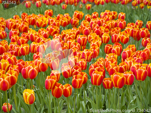 Image of Field of tulips