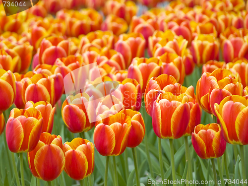 Image of Tulips