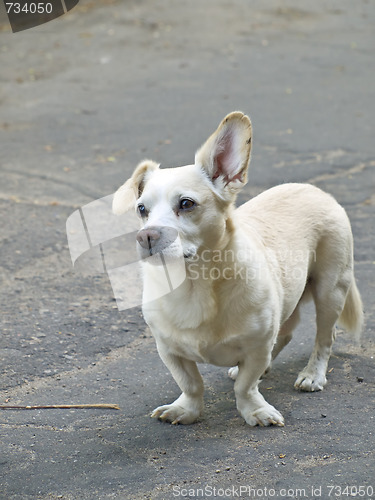Image of dog