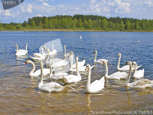 Image of swans