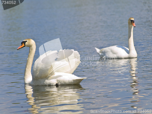 Image of Two swans