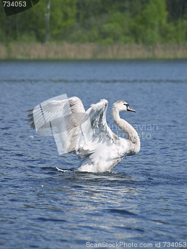 Image of fly up yang swan