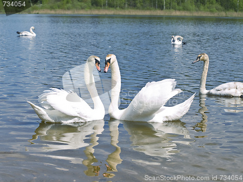Image of Swans in love