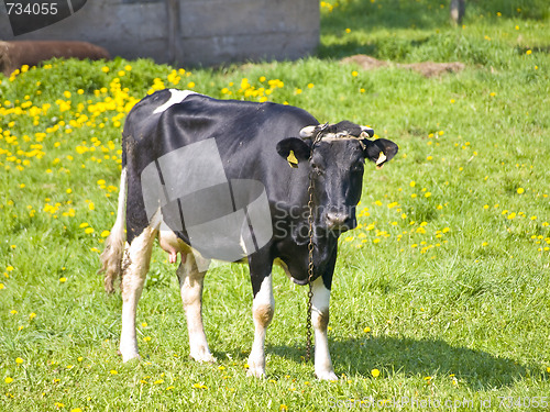 Image of cow