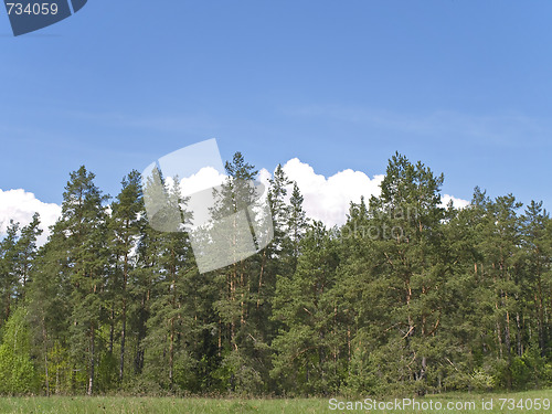 Image of wild forest