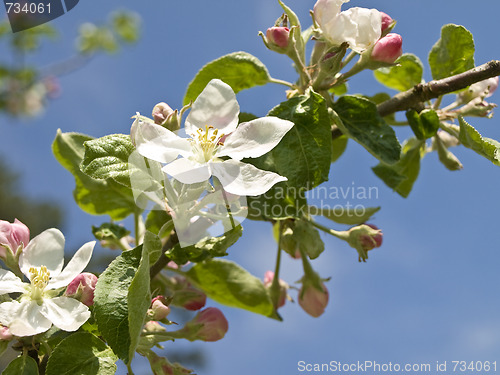 Image of Branch of flowers