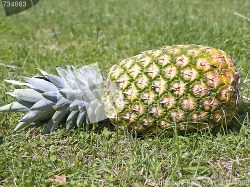 Image of pineapple on grass