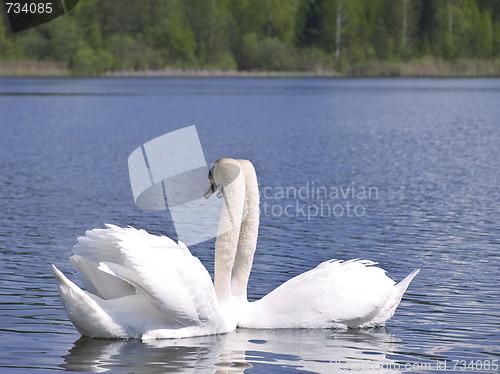 Image of Swan love
