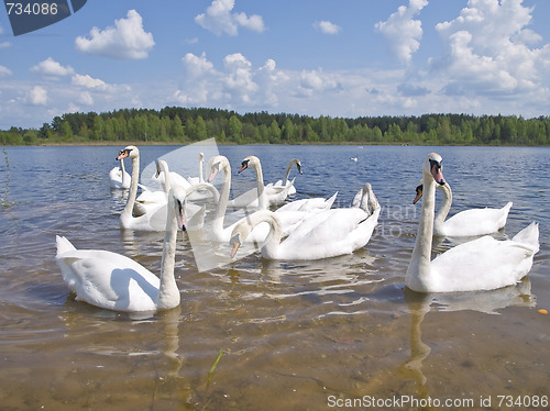 Image of swan colony