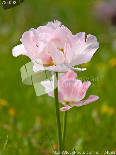 Image of pink flower