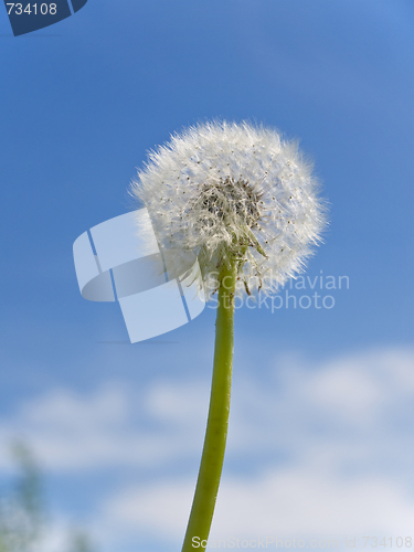 Image of dandelion