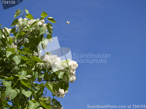 Image of lilac and butterfly