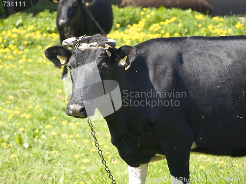 Image of cow