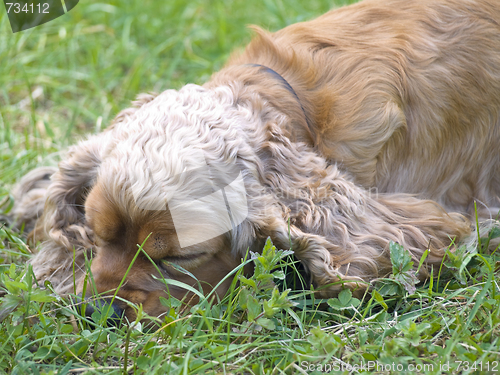 Image of sleeping spaniel 