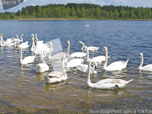 Image of White swans