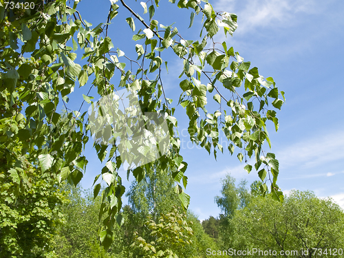 Image of birch branch