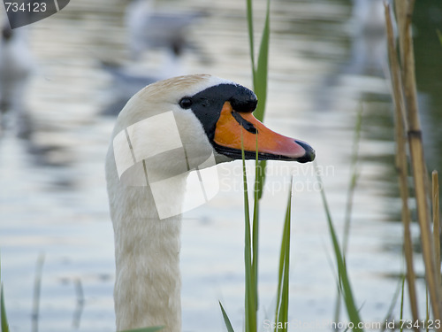 Image of swan in nightfall