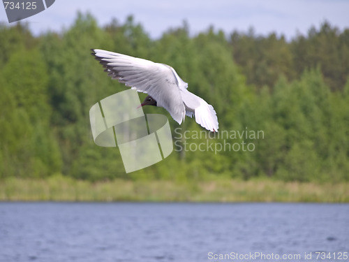 Image of Flying seagull