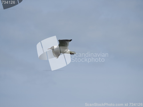 Image of seagull