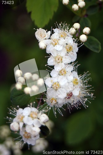 Image of White Blossoms