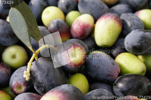 Image of olive