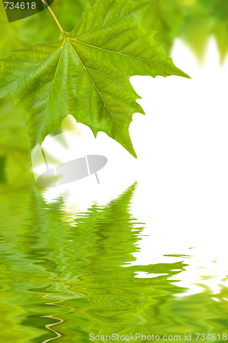 Image of Beautiful green leaves in spring isolated on white