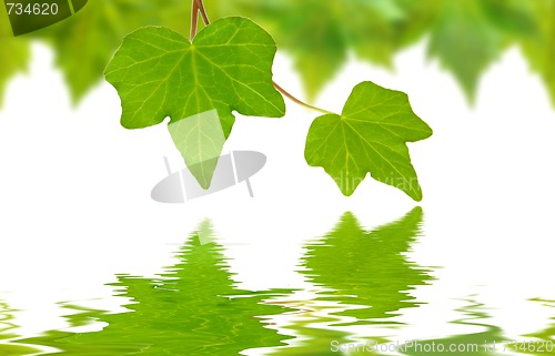 Image of Beautiful green leaves in spring isolated on white