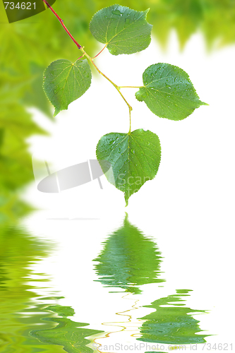Image of Beautiful green leaves in spring isolated on white