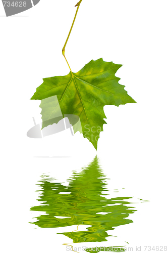 Image of Beautiful green leaves in spring isolated on white