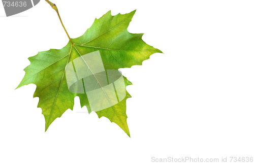 Image of Beautiful green leaves in spring isolated on white
