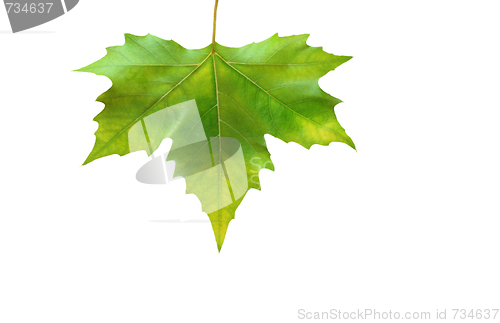 Image of Beautiful green leaves in spring isolated on white